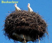 Beobachter